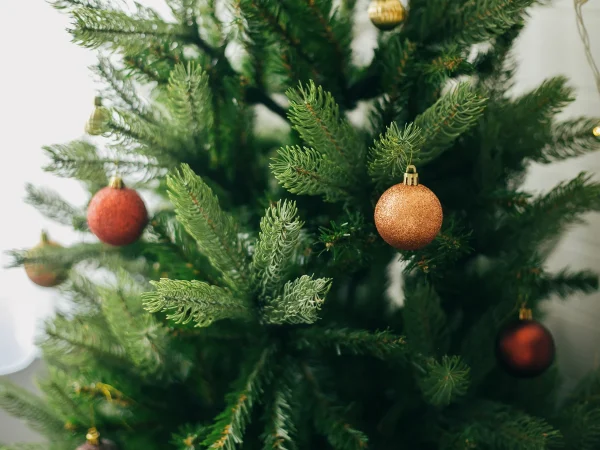 elegir un árbol de navidad real