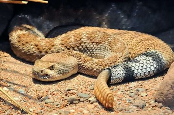 Serpiente