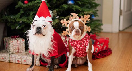 Regalos de Navidad para tu perro